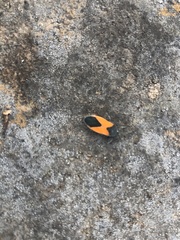 Melanopleurus bicolor