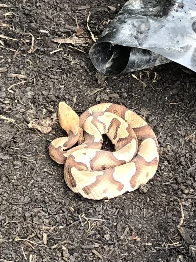 Eastern Copperhead from Jefferson Rd, Greensboro, NC, US on June 23
