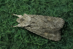 Lithophane ornitopus