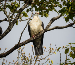 Columba leucomela