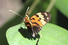 Heliconius