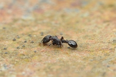 Tetramorium