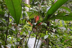 Heliconia