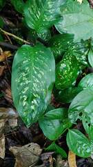Dieffenbachia seguine