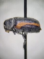 Coleothorpa vittigera