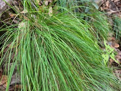 Muhlenbergia rigens