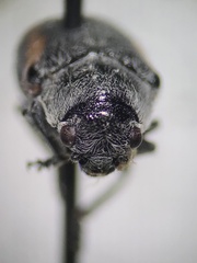 Coleothorpa vittigera