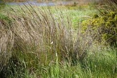 Juncus kraussii