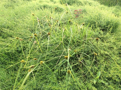 many-headed sedge