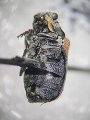Coleothorpa vittigera
