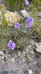 Sowerbaea juncea