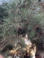 Pinus sabiniana
