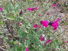 Salvia lemmonii