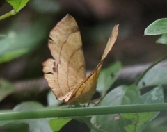 Hyperythra