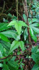 Gynostemma pentaphyllum