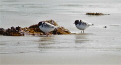 Thinornis cucullatus