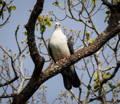Columba leucomela