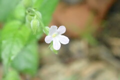 Priva lappulacea