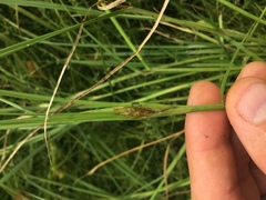 Carex sychnocephala