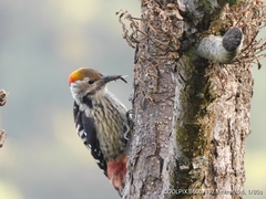 Dendrocoptes auriceps