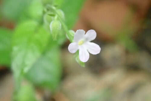 Priva lappulacea