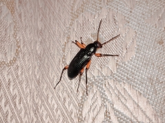 Strongylium erythrocephalum