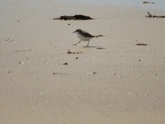 Charadrius ruficapillus