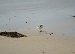 Charadrius ruficapillus