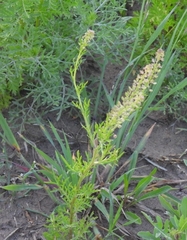 Lepidium bonariense