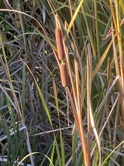 Typha