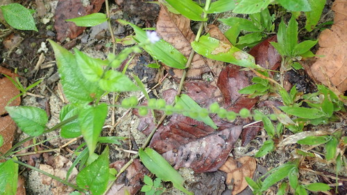 Priva lappulacea