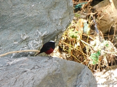 Phoenicurus leucocephalus