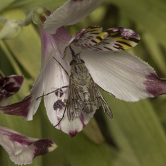 Mycteromyia conica