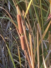 Typha
