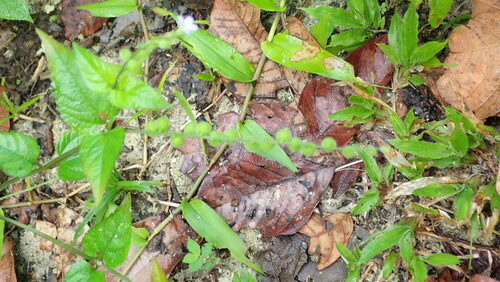 Priva lappulacea
