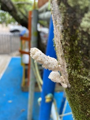 Schizophyllum commune