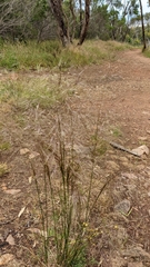 Austrostipa elegantissima