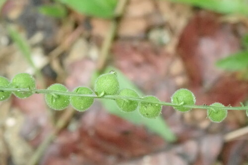 Priva lappulacea