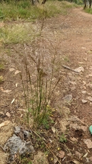 Austrostipa elegantissima