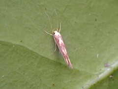 Stathmopoda caminora