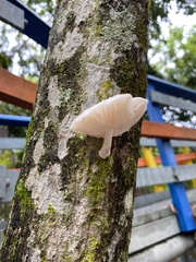 Schizophyllum commune