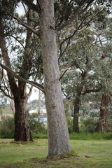 Corymbia maculata