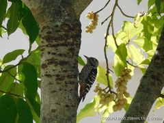 Dendrocoptes auriceps