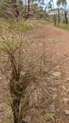 Austrostipa elegantissima