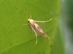 Stathmopoda caminora