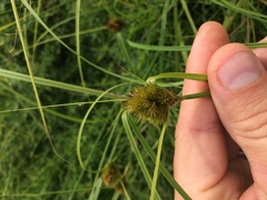 Carex sychnocephala