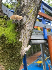 Schizophyllum commune