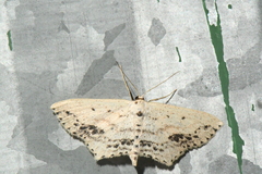 Scopula cacuminaria