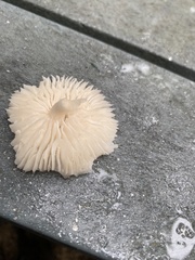 Schizophyllum commune