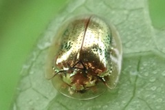 Charidotella